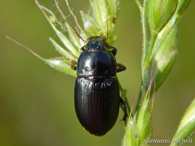 aiuto id: Harpalus serripes